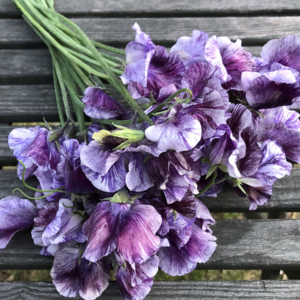 SWEET PEA EARL GREY