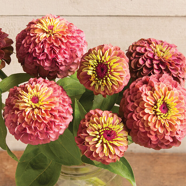 ZINNIA QUEEN LIME RED