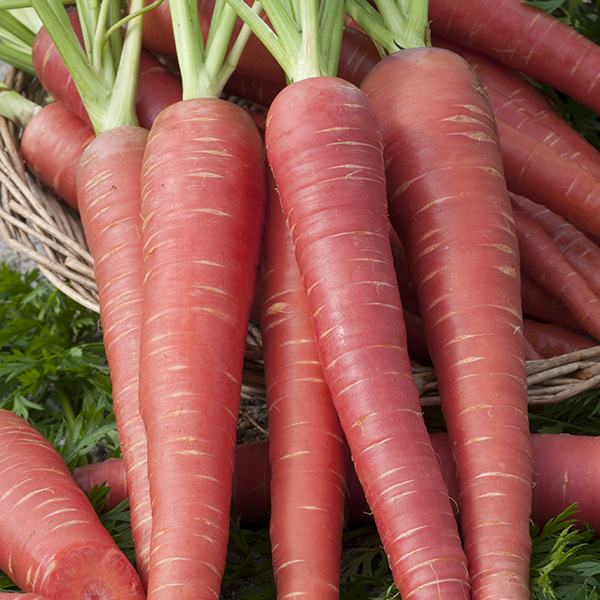 CARROT ATOMIC RED