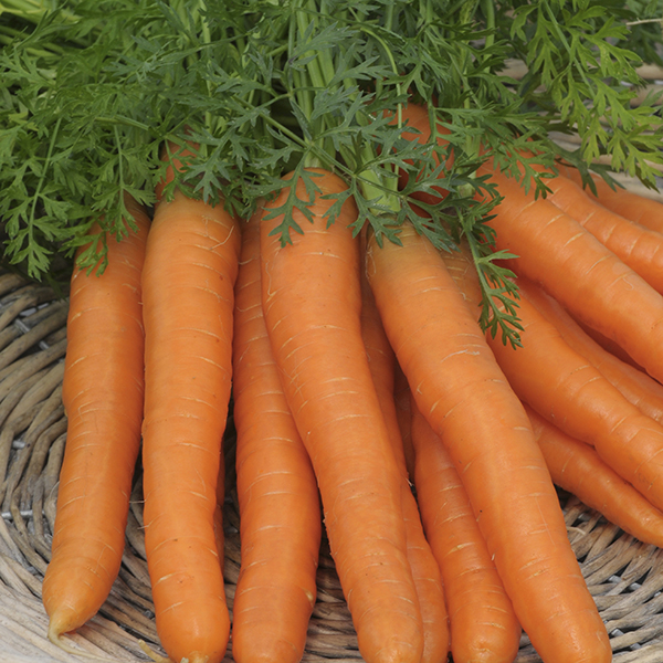 CARROT FLYAWAY F1