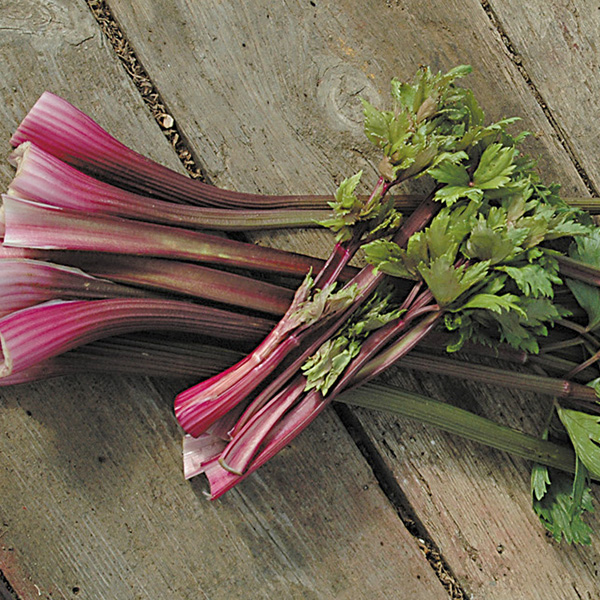 CELERY RED SOUP