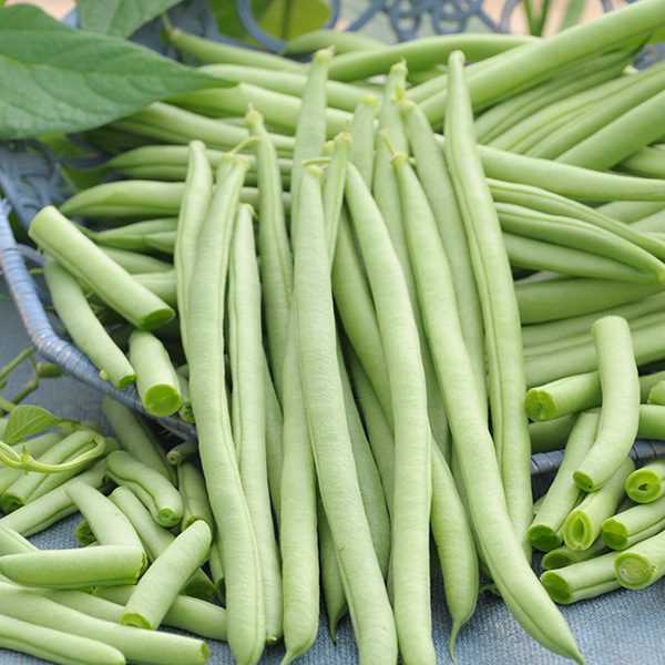 CLIMBING BEAN COBRA