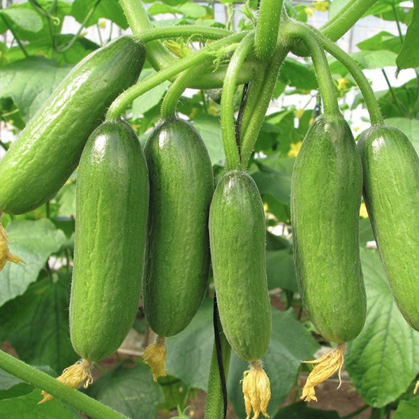CUCUMBER MINI MUNCH F1