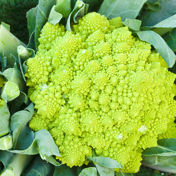 CAULIFLOWER ROMANESCO