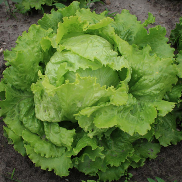 LETTUCE BLONDE DE PARIS