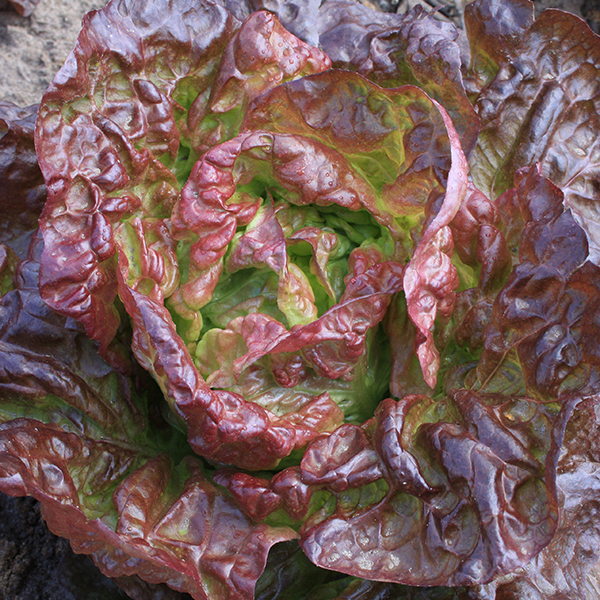 LETTUCE MARVEL OF FOUR SEASONS