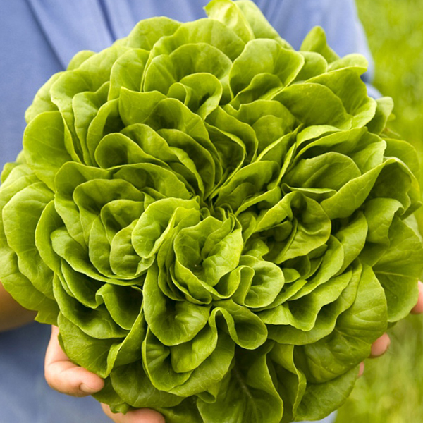 LETTUCE SALANOVA HAWKING