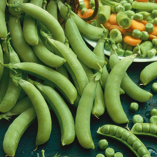 PEA SUGAR FORCE