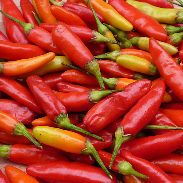 PEPPER TABASCO