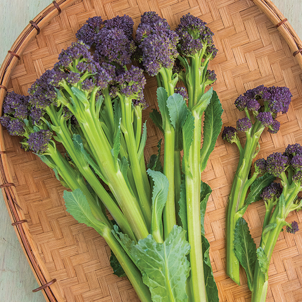 BROCCOLI PURPLE SPROUTING BURGUNDY F1