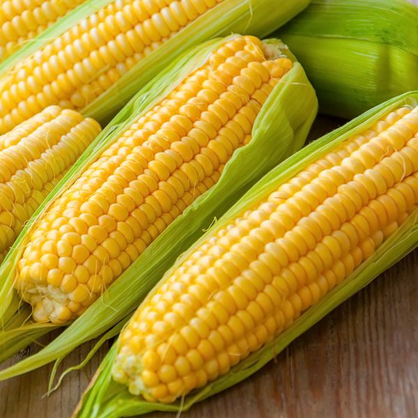 SWEET CORN GOLDEN BANTAM