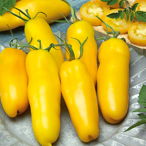 TOMATO BANANA LEGS