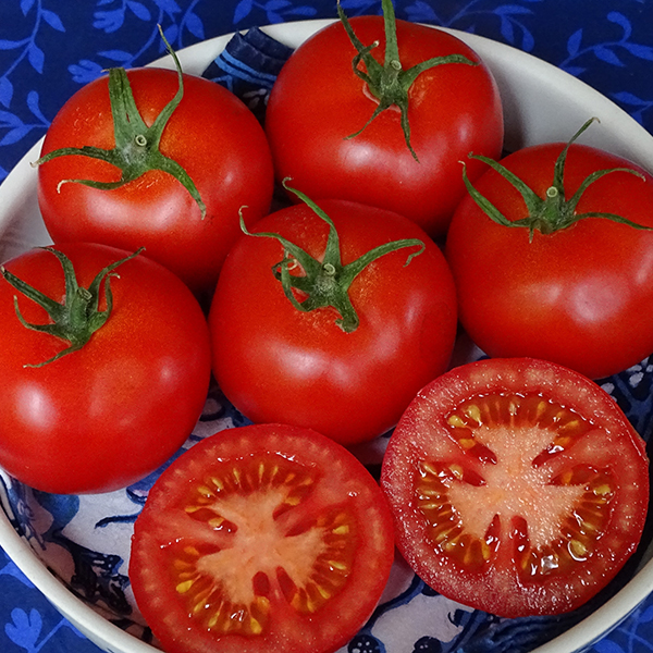 TOMATO RED DRAGON (Y DDRAIG GOCH)