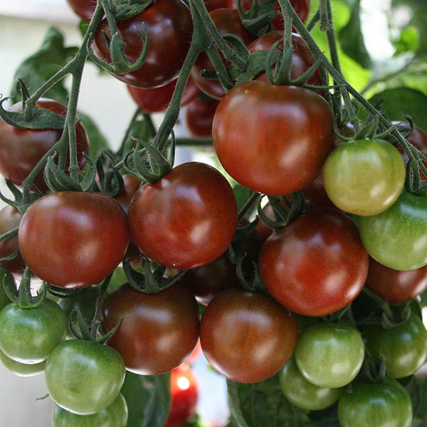 TOMATO SUN CHOCOLA F1