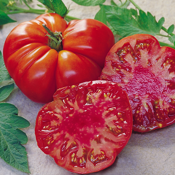TOMATO TOMANDE HYBRID