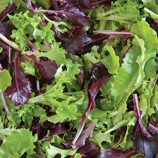 LETTUCE FIVE STAR GREENHOUSE MIX