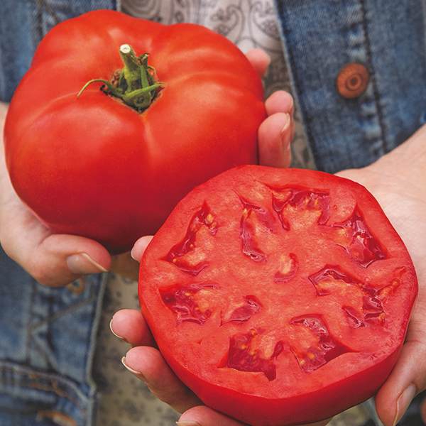 TOMATO BURLESQUE HYBRID