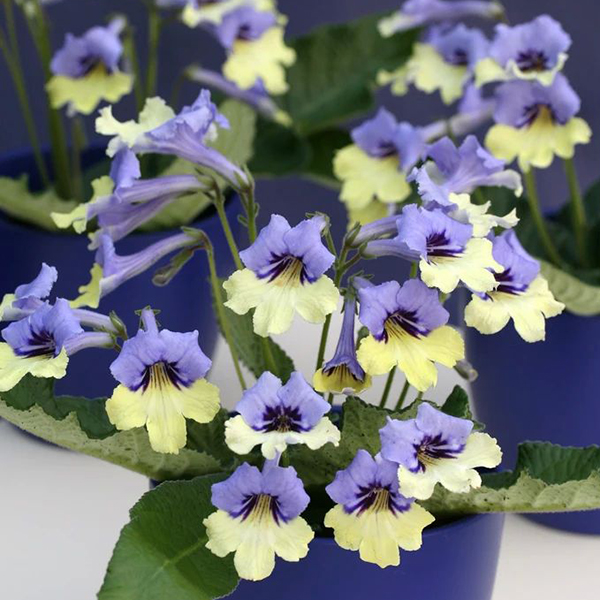 STREPTOCARPUS HARLEQUIN BLUE