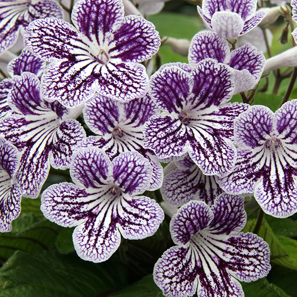 STREPTOCARPUS POLKA DOT PURPLE
