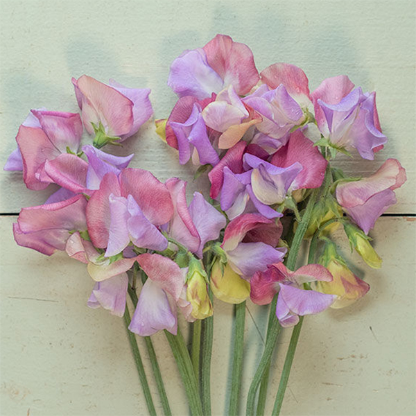 SWEET PEA ENCHANTE