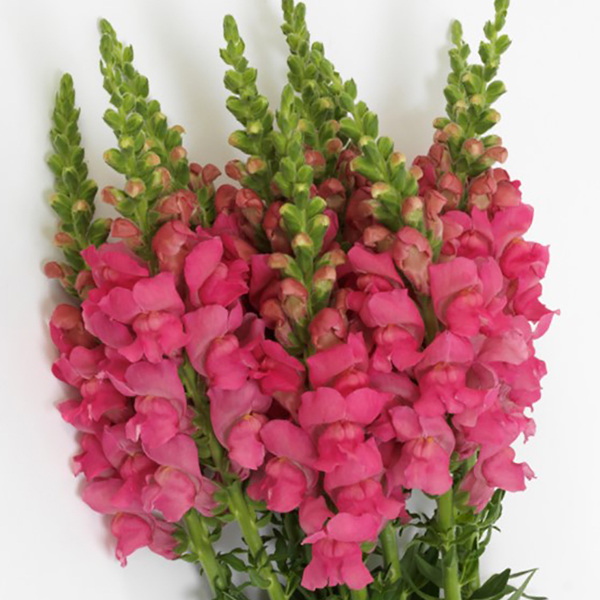 ANTIRRHINUM POTOMAC DARK PINK F1