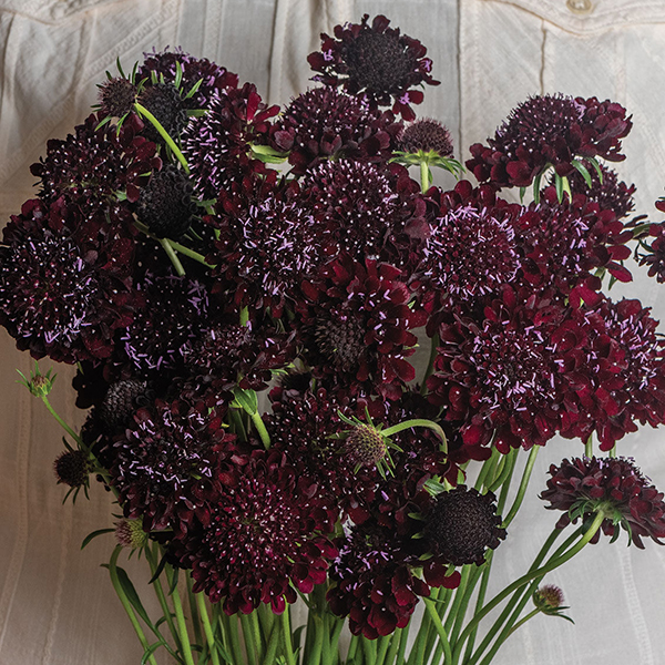 SCABIOSA BLACK BEAUTY