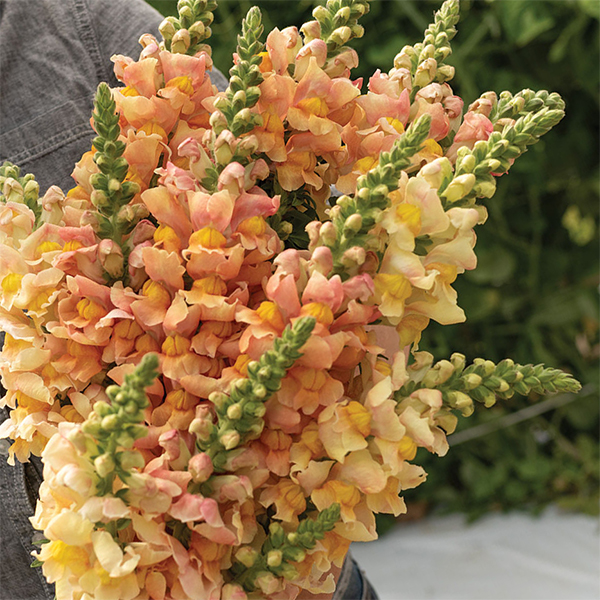 ANTIRRHINUM COSTA APRICOT F1
