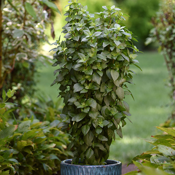 BASIL THAI TOWER