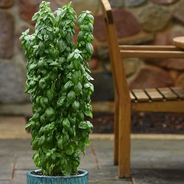 BASIL EMERALD TOWER