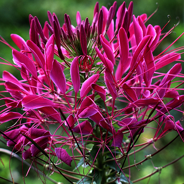 CLEOME VIOLET QUEEN