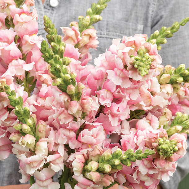 ANTIRRHINUM BRIDAL PINK F1