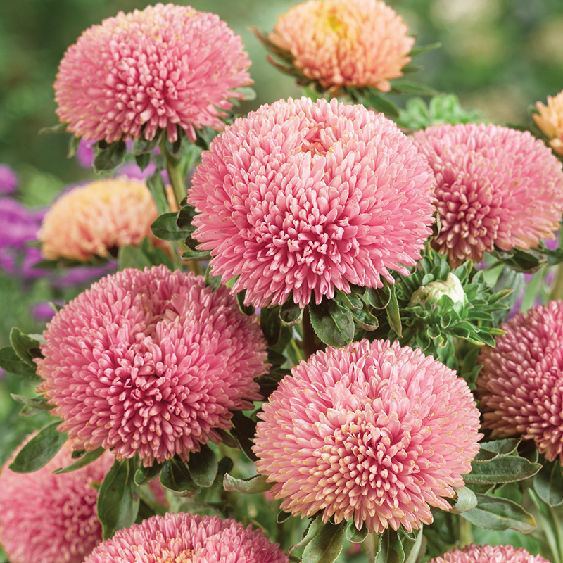 ASTER BALLOON CHAMOIS
