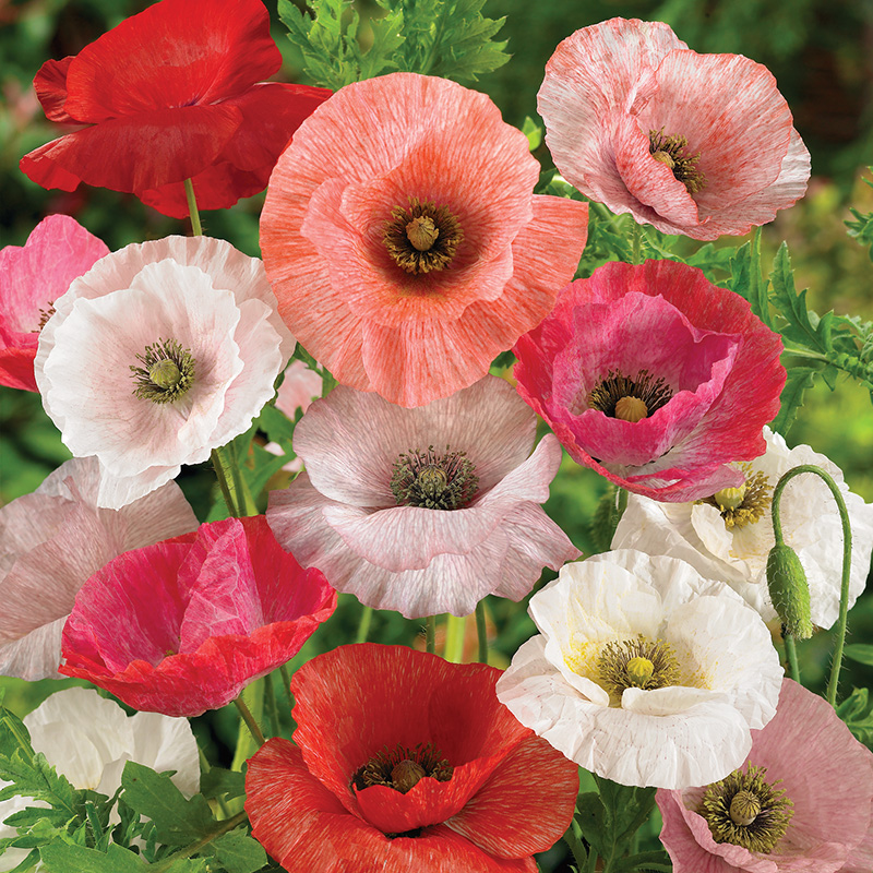 PAPAVER MOTHER OF PEARL