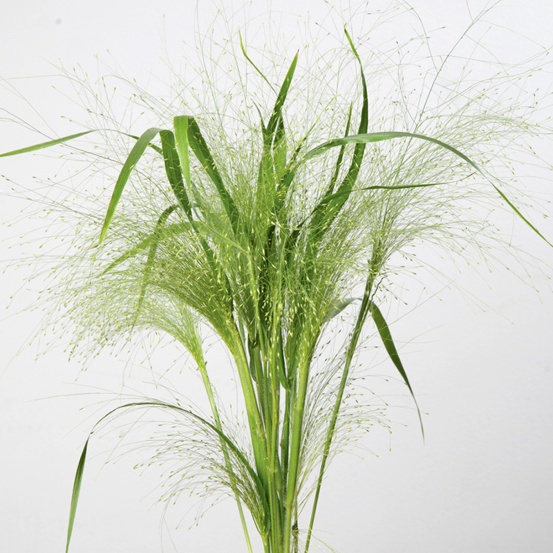 GRASS:  PANICUM FROSTED EXPLOSION