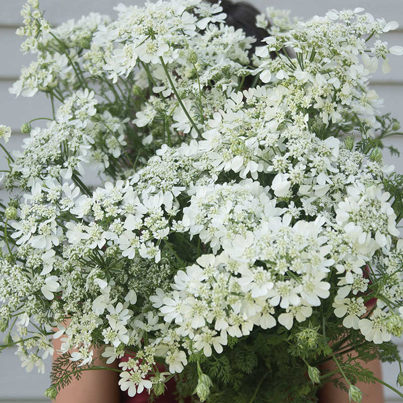 ORLAYA GRANDIFLORA WHITE LACE