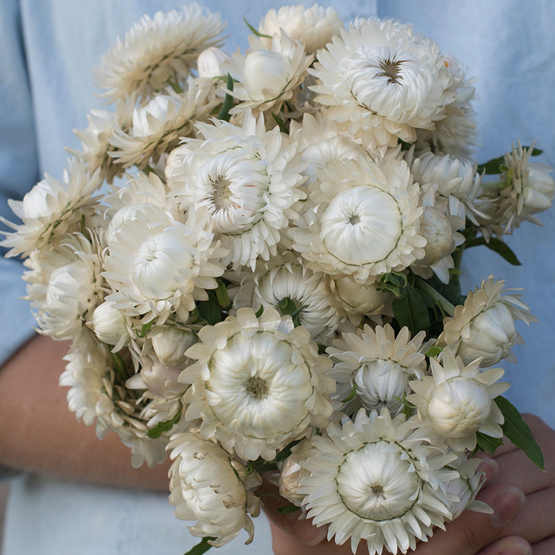 HELICHRYSUM VINTAGE WHITE
