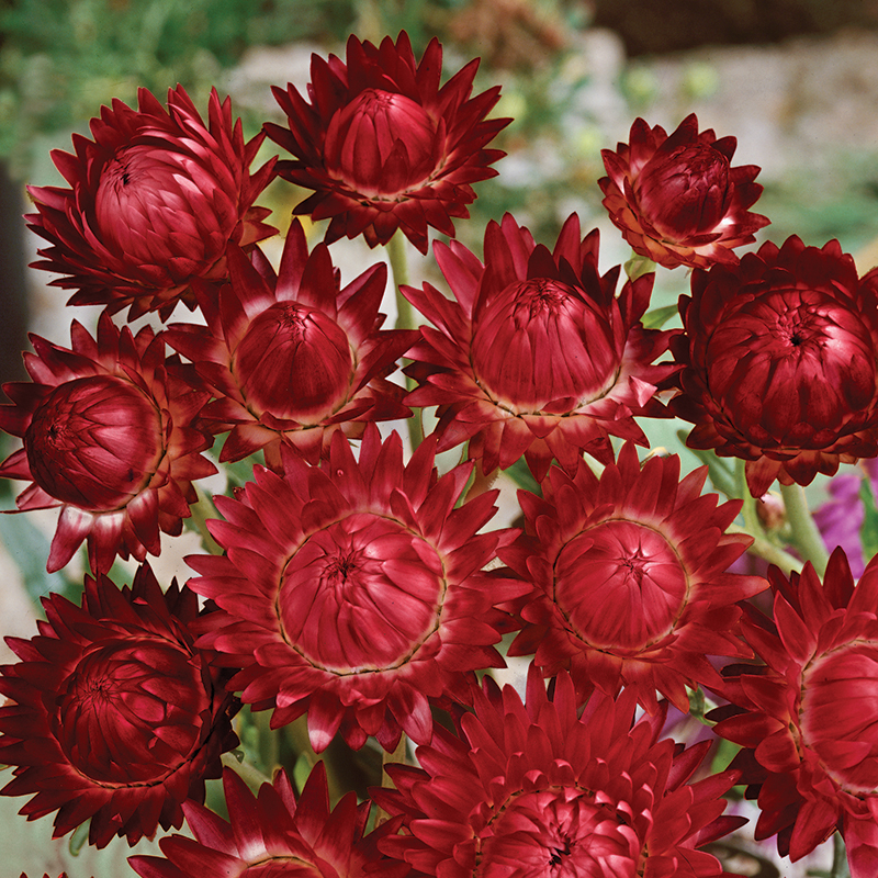 HELICHRYSUM BRIGHT RED