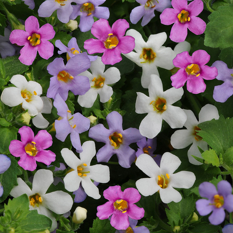 BACOPA TOPIA MIXED