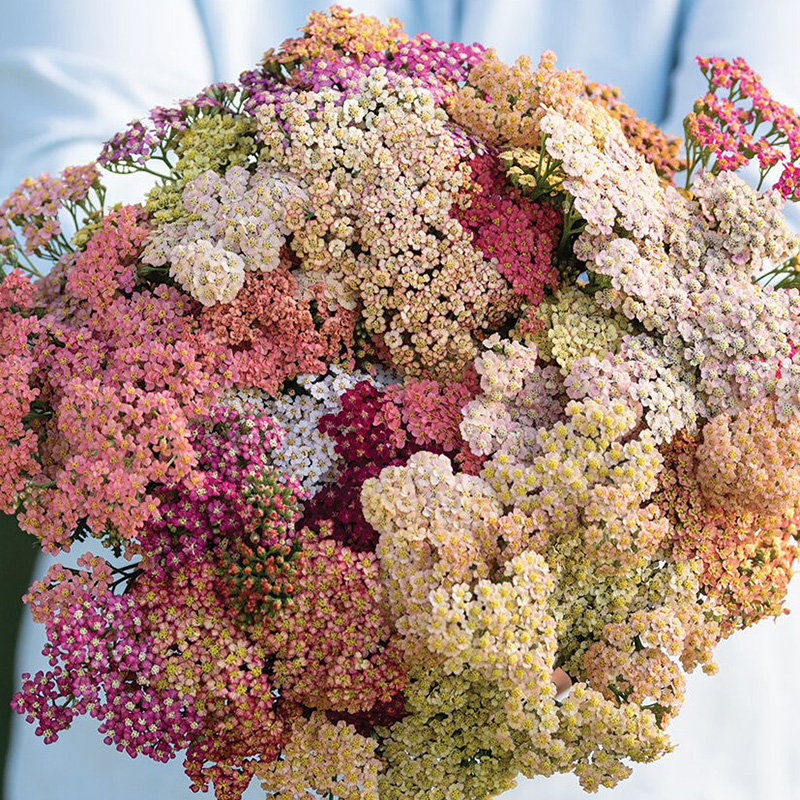 ACHILLEA SUMMER PASTELS