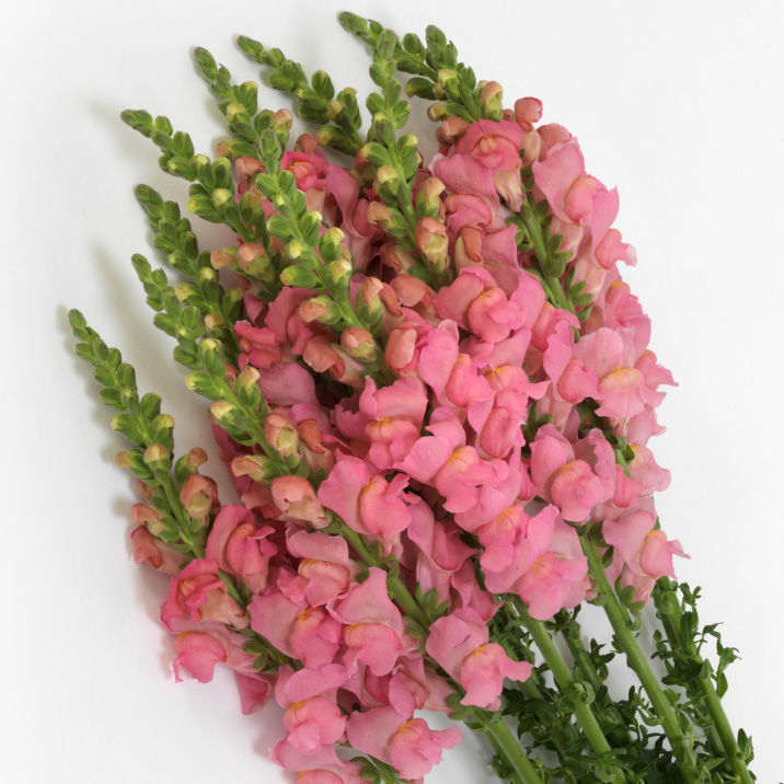 ANTIRRHINUM POTOMAC SOFT PINK F1