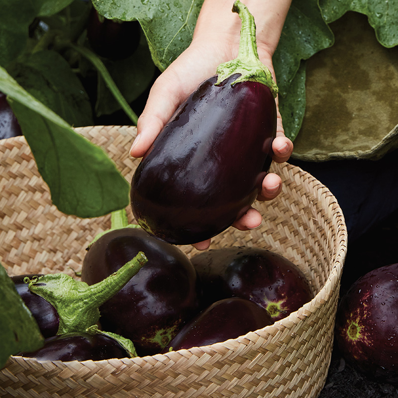 AUBERGINE GENIE