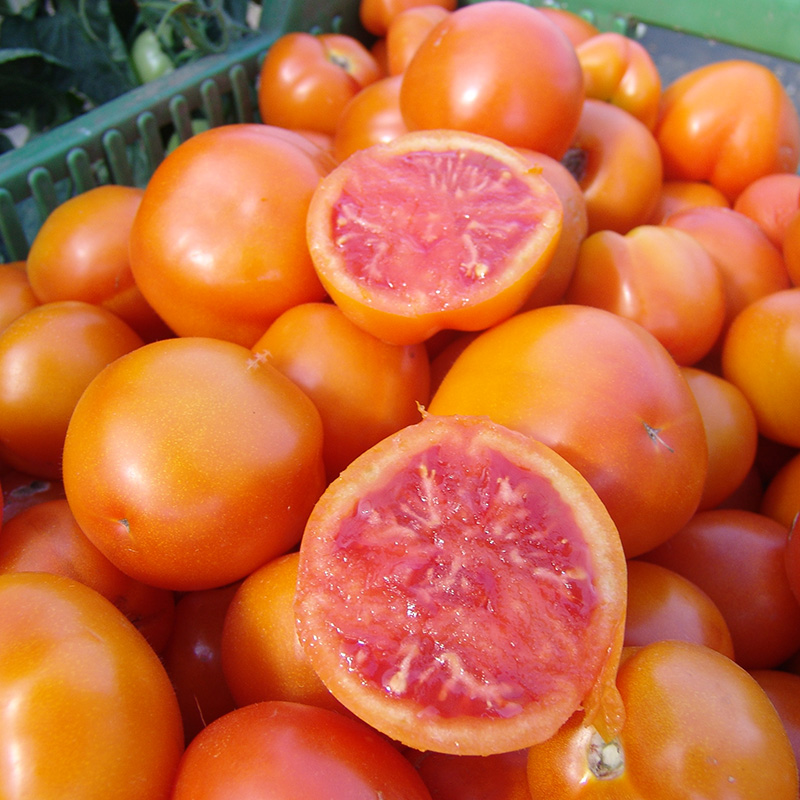 TOMATO ZLATOVA