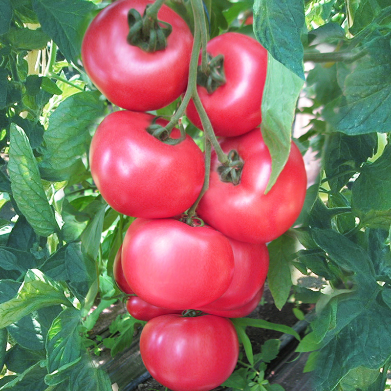 TOMATO HONEY MOON F1