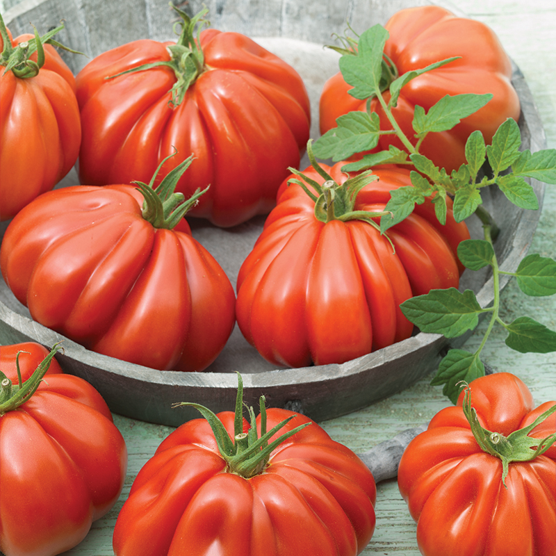 TOMATO BORSALINO