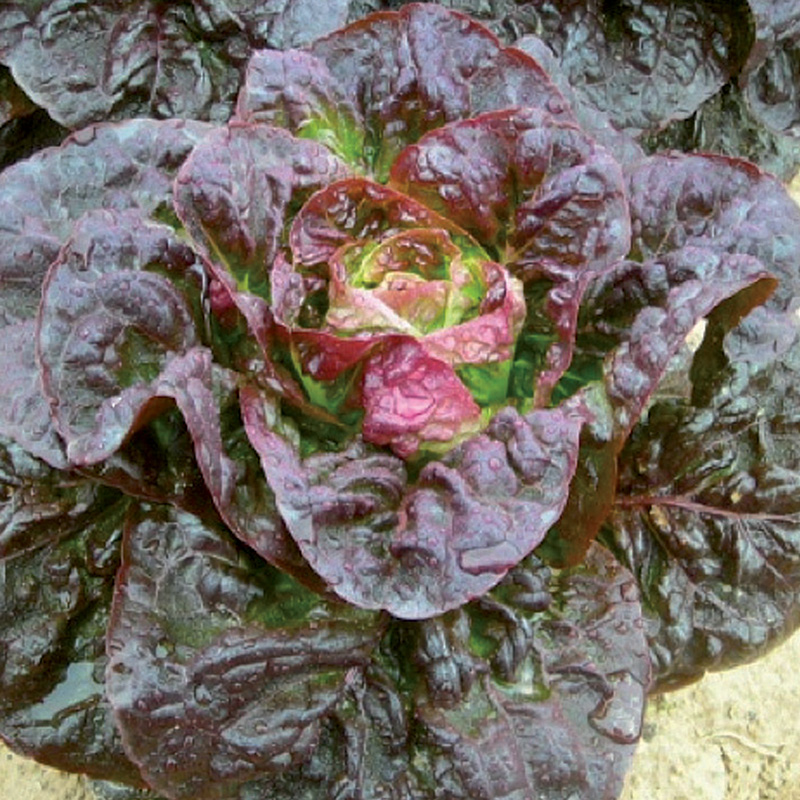 LETTUCE PIGALE F1