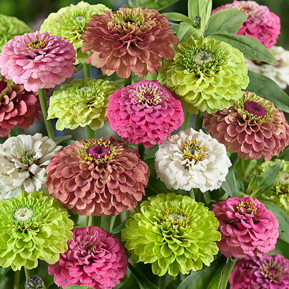ZINNIA PARISIAN JEWELS