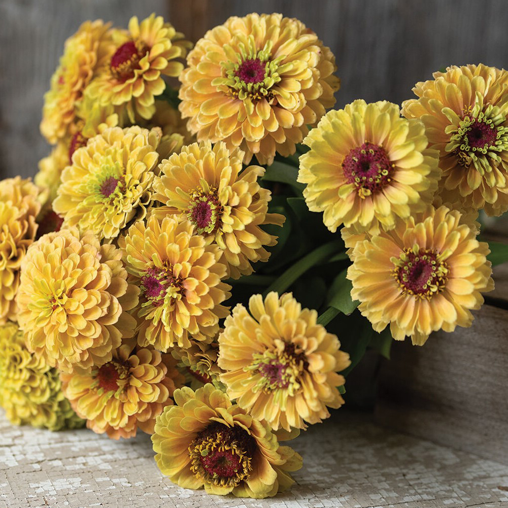 ZINNIA PORTOFINO PEACH