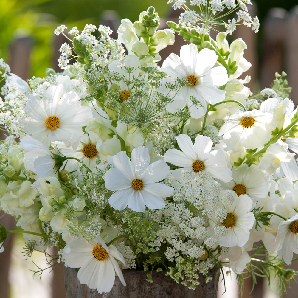 COSMOS SONATA WHITE