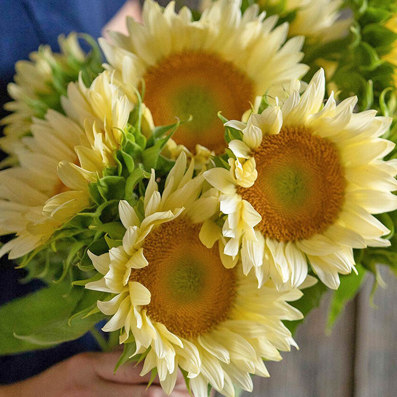 HELIANTHUS PRO CUT WHITE LITE F1