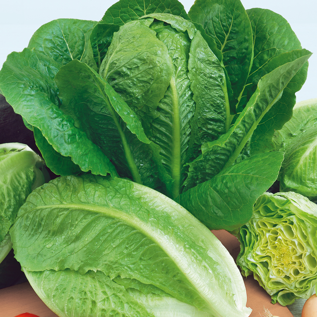 LETTUCE WINTER DENSITY